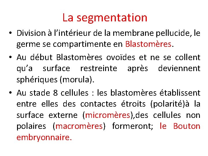 La segmentation • Division à l’intérieur de la membrane pellucide, le germe se compartimente