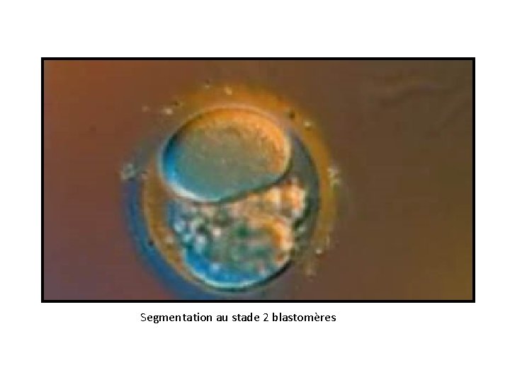 Segmentation au stade 2 blastomères 