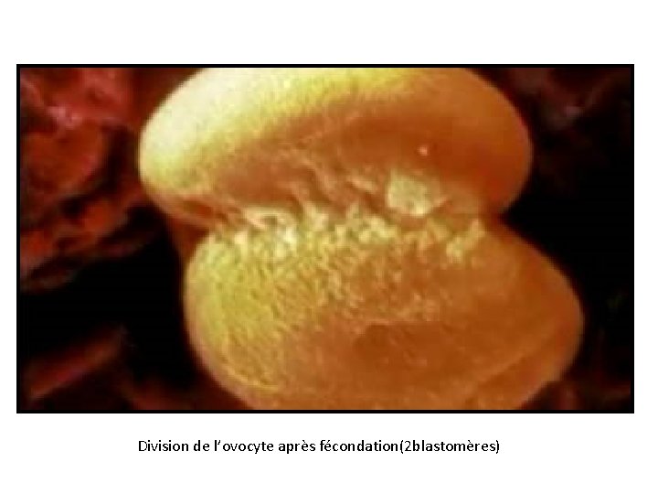 Division de l’ovocyte après fécondation(2 blastomères) 