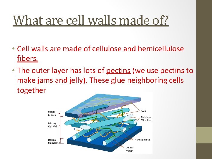 AIM SWBAT identify the main features of cell