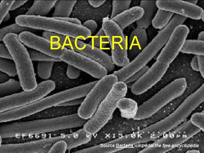 BACTERIA Maria Egidos Source: Bacteria. wikipedia, the free encyclopedia 