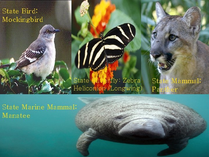 State Bird: Mockingbird State Butterfly: Zebra Heliconion (Longwing) State Marine Mammal: Manatee State Mammal: