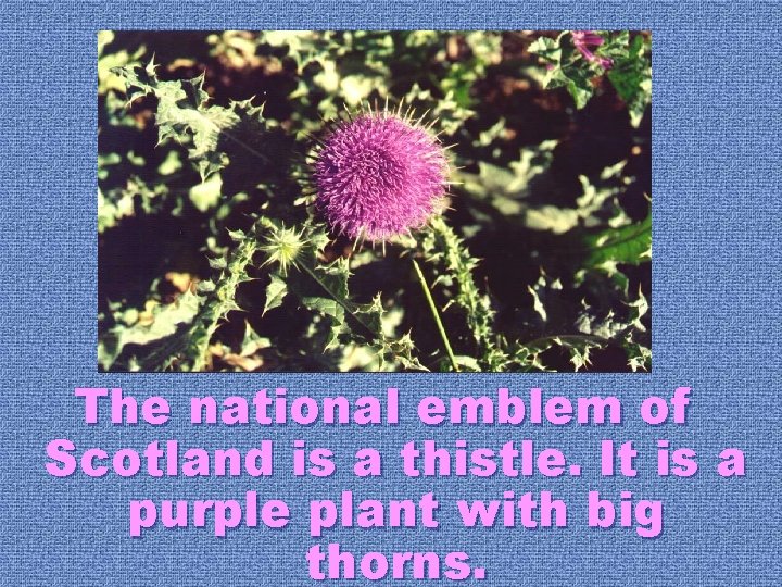 The national emblem of Scotland is a thistle. It is a purple plant with