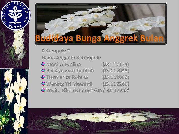 Budidaya Bunga Anggrek Bulan Kelompok: 2 Nama Anggota Kelompok: Monica Evelina (J 3 J