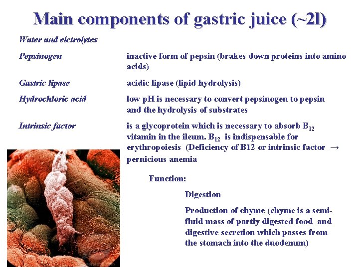Main components of gastric juice (~2 l) Water and elctrolytes Pepsinogen inactive form of