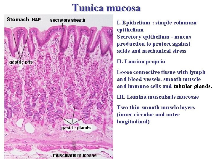 Tunica mucosa I. Epithelium : simple columnar epithelium Secretory epithelium - mucus production to