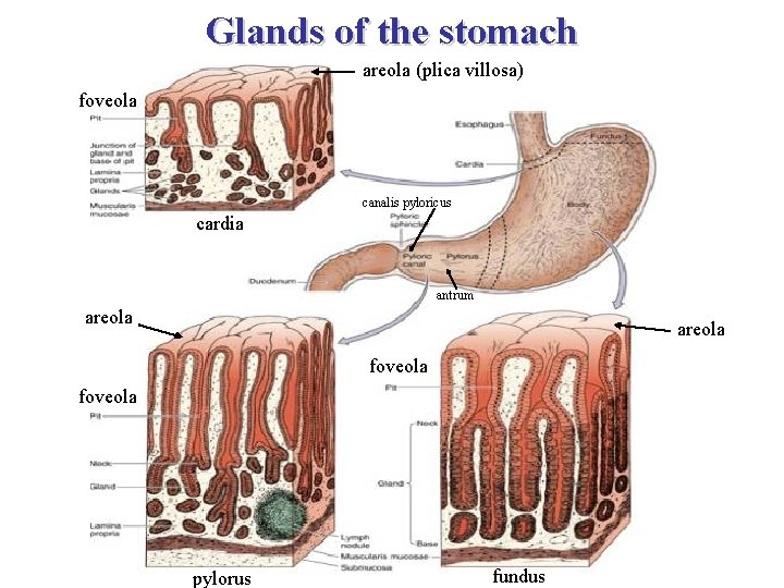 Glands of the stomach areola (plica villosa) foveola canalis pyloricus cardia antrum areola foveola