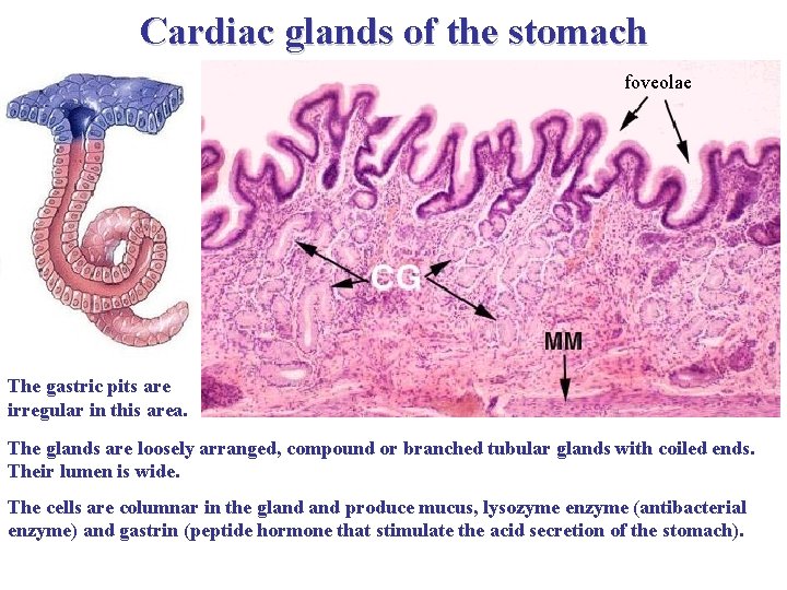 Cardiac glands of the stomach foveolae The gastric pits are irregular in this area.