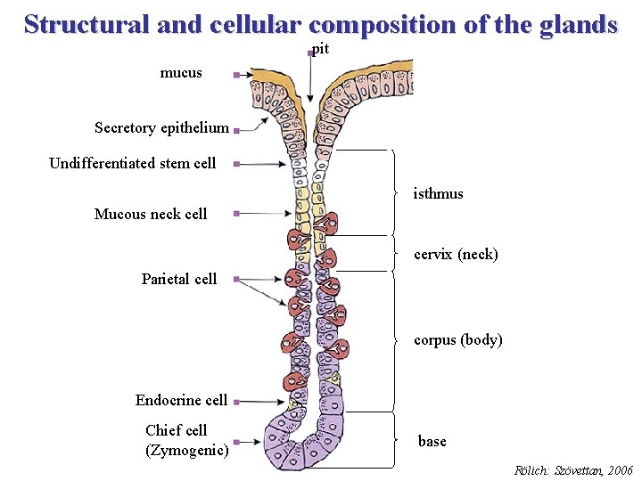 Structural and cellular composition of the glands pit mucus Secretory epithelium Undifferentiated stem cell