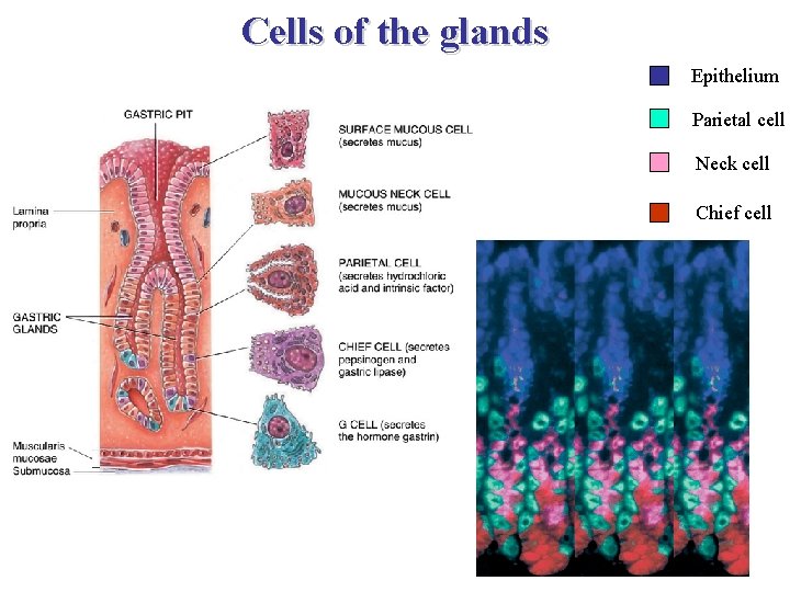 Cells of the glands Epithelium Parietal cell Neck cell Chief cell 