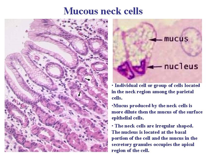 Mucous neck cells • Individual cell or group of cells located in the neck