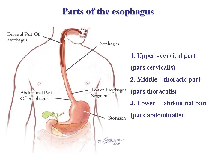 Parts of the esophagus 1. Upper - cervical part (pars cervicalis) 2. Middle –