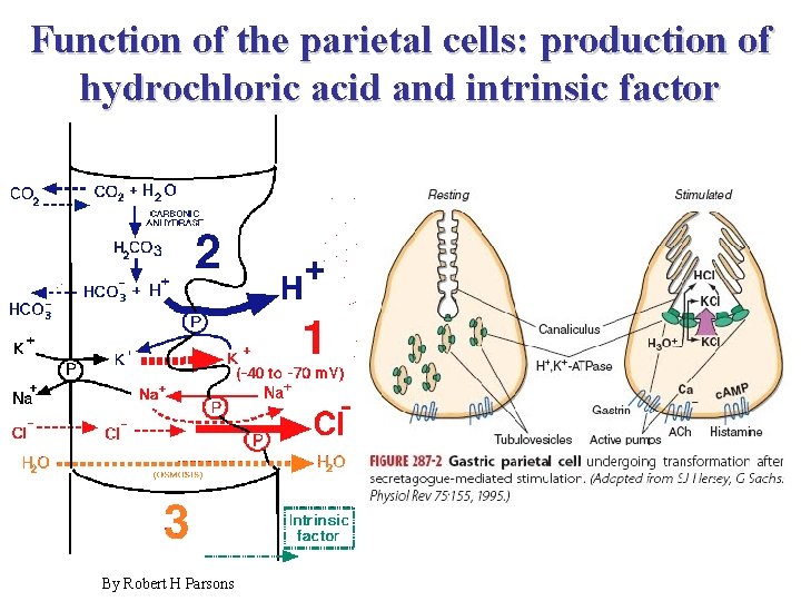 Function of the parietal cells: production of hydrochloric acid and intrinsic factor By Robert