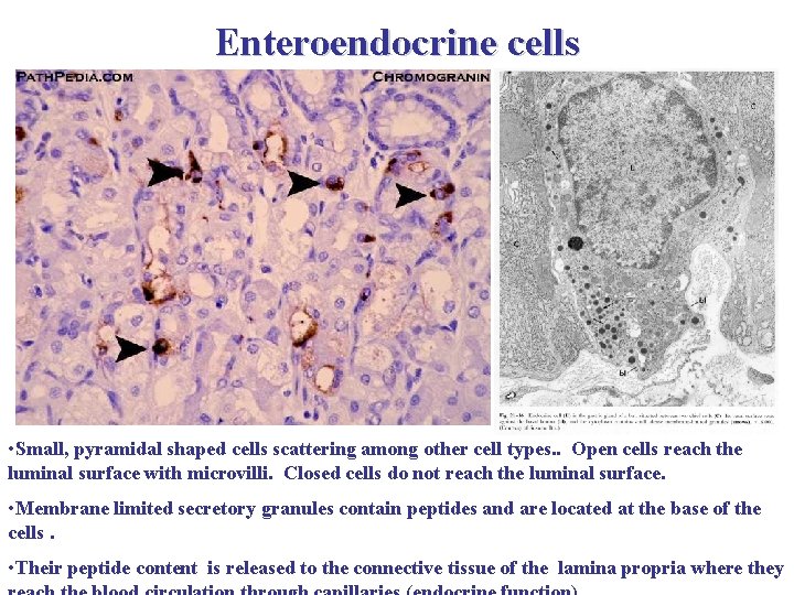 Enteroendocrine cells • Small, pyramidal shaped cells scattering among other cell types. . Open