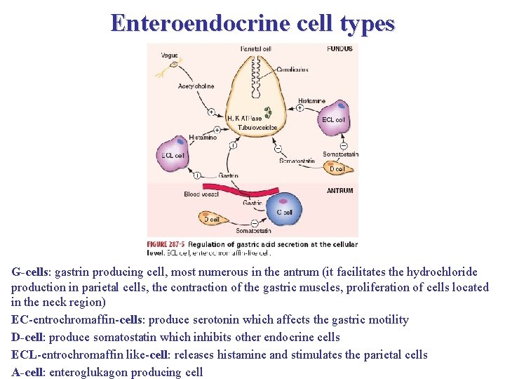 Enteroendocrine cell types G-cells: gastrin producing cell, most numerous in the antrum (it facilitates