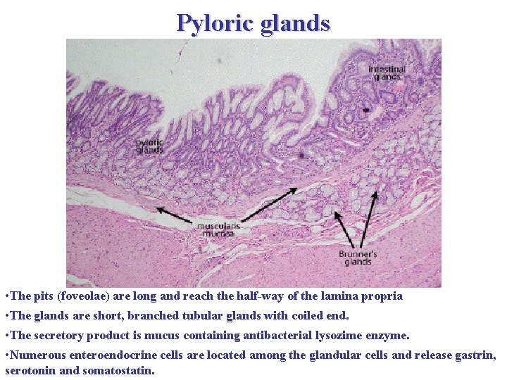 Pyloric glands • The pits (foveolae) are long and reach the half-way of the