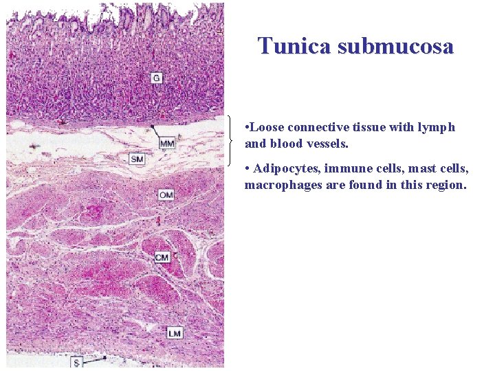 Tunica submucosa • Loose connective tissue with lymph and blood vessels. • Adipocytes, immune