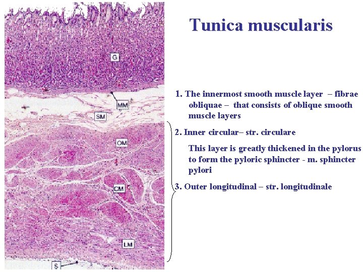 Tunica muscularis 1. The innermost smooth muscle layer – fibrae obliquae – that consists