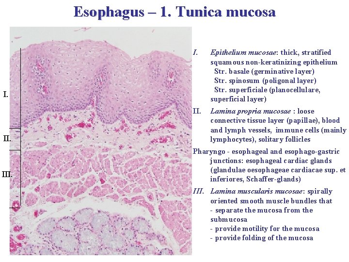 Esophagus – 1. Tunica mucosa I. Epithelium mucosae: thick, stratified squamous non-keratinizing epithelium Str.