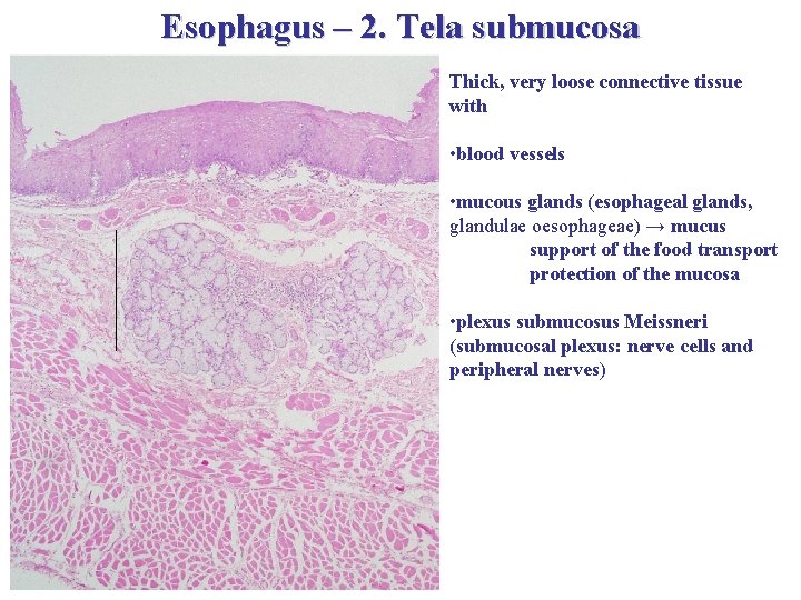 Esophagus – 2. Tela submucosa Thick, very loose connective tissue with • blood vessels