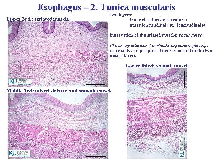 Esophagus – 2. Tunica muscularis Upper 3 rd. : striated muscle Two layers: inner