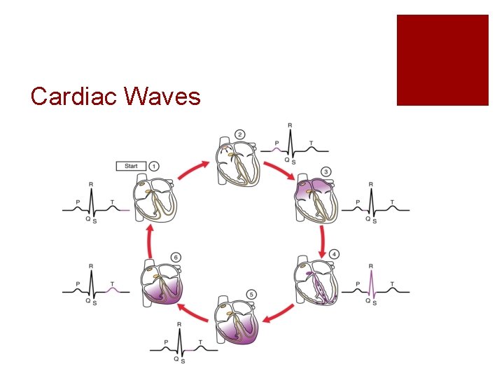 Cardiac Waves 