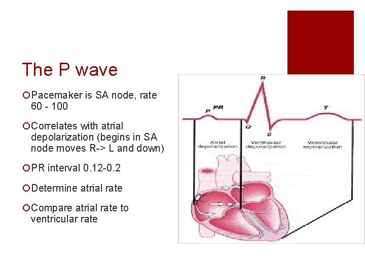 The P wave ¡Pacemaker is SA node, rate 60 - 100 ¡Correlates with atrial