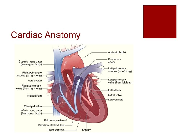 Cardiac Anatomy 