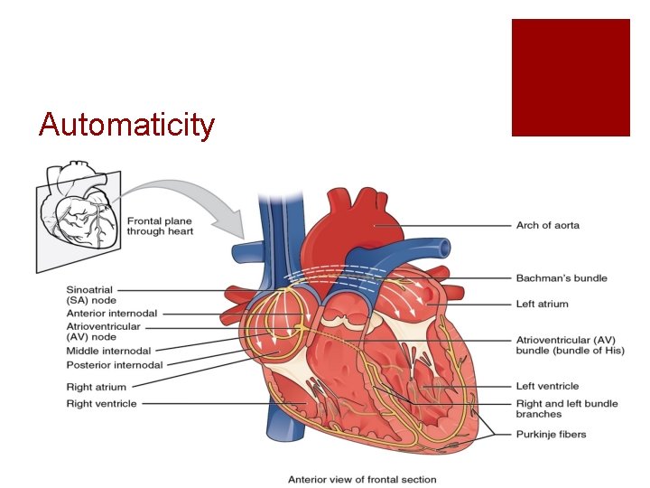 Automaticity 