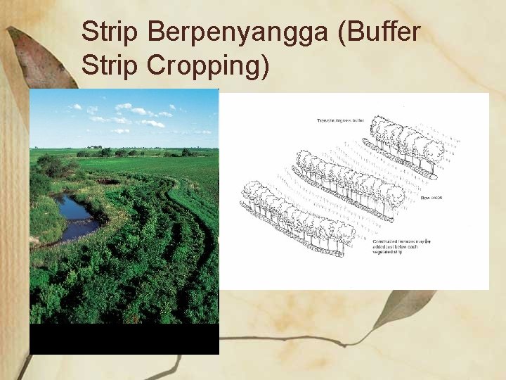 Strip Berpenyangga (Buffer Strip Cropping) 