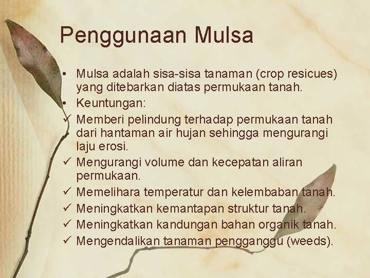 Penggunaan Mulsa • Mulsa adalah sisa-sisa tanaman (crop resicues) yang ditebarkan diatas permukaan tanah.