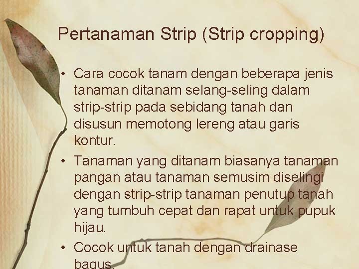 Pertanaman Strip (Strip cropping) • Cara cocok tanam dengan beberapa jenis tanaman ditanam selang-seling