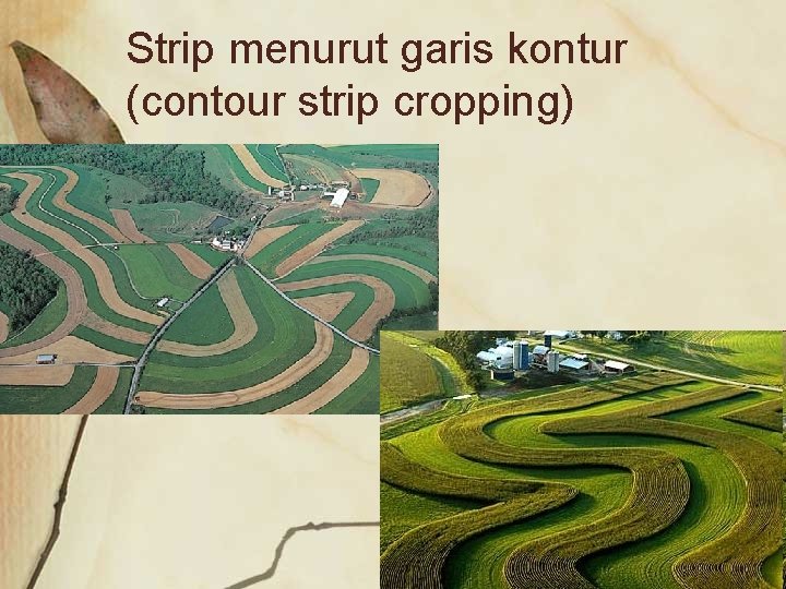 Strip menurut garis kontur (contour strip cropping) 