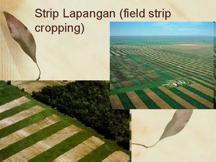 Strip Lapangan (field strip cropping) 