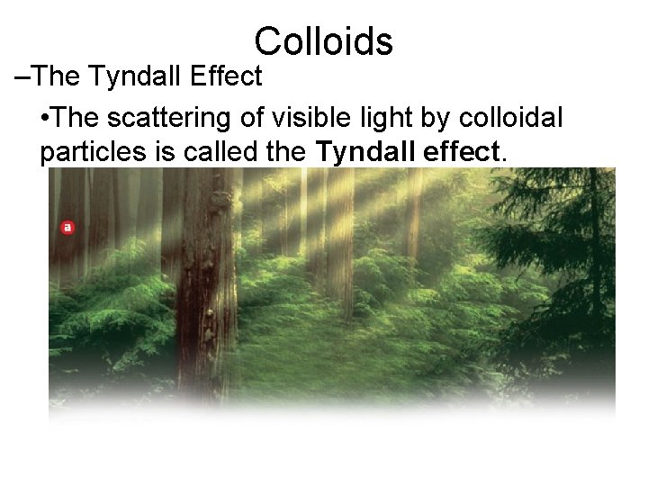 15. 3 Colloids –The Tyndall Effect • The scattering of visible light by colloidal