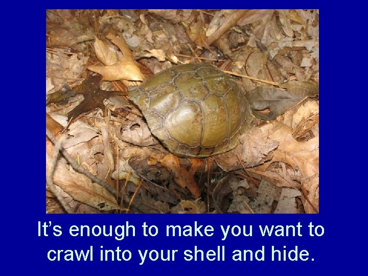 It’s enough to make you want to crawl into your shell and hide. 