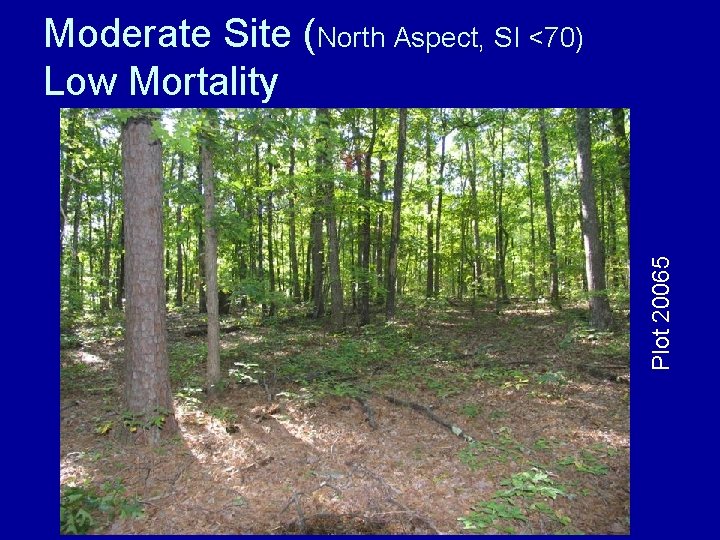 Plot 20065 Moderate Site (North Aspect, SI <70) Low Mortality 