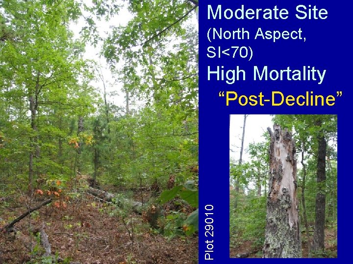 Moderate Site (North Aspect, SI<70) Plot 29010 High Mortality “Post-Decline” 