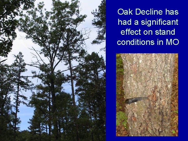 Oak Decline has had a significant effect on stand conditions in MO 