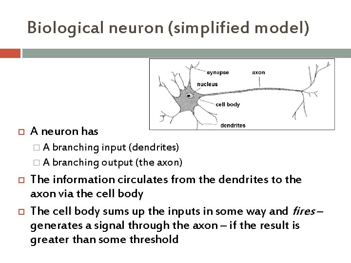 LINEAR CLASSIFICATION Biological inspirations Some numbers The human