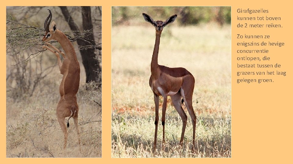 Girafgazelles kunnen tot boven de 2 meter reiken. Zo kunnen ze enigszins de hevige