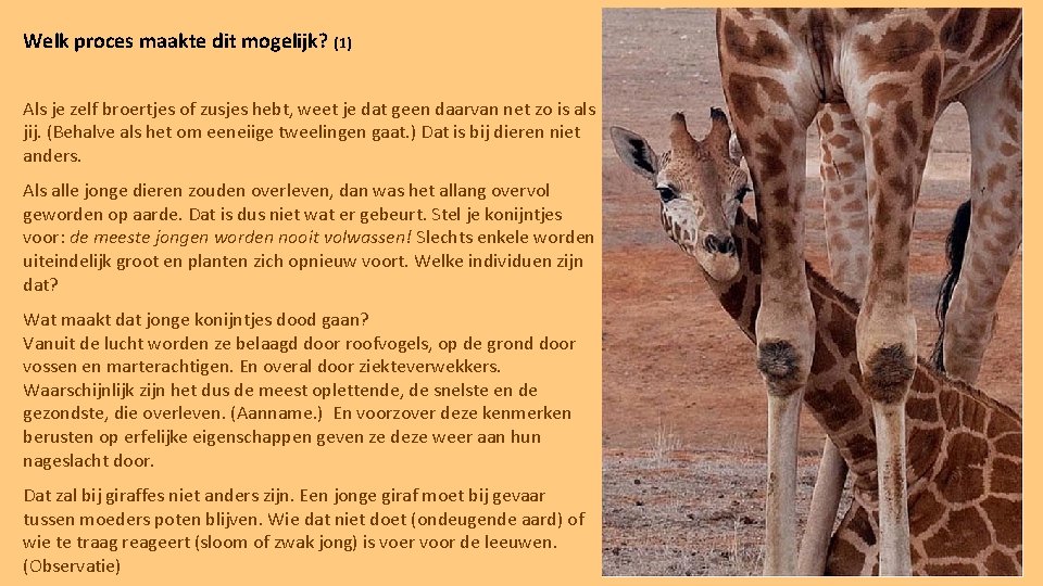 Welk proces maakte dit mogelijk? (1) Als je zelf broertjes of zusjes hebt, weet