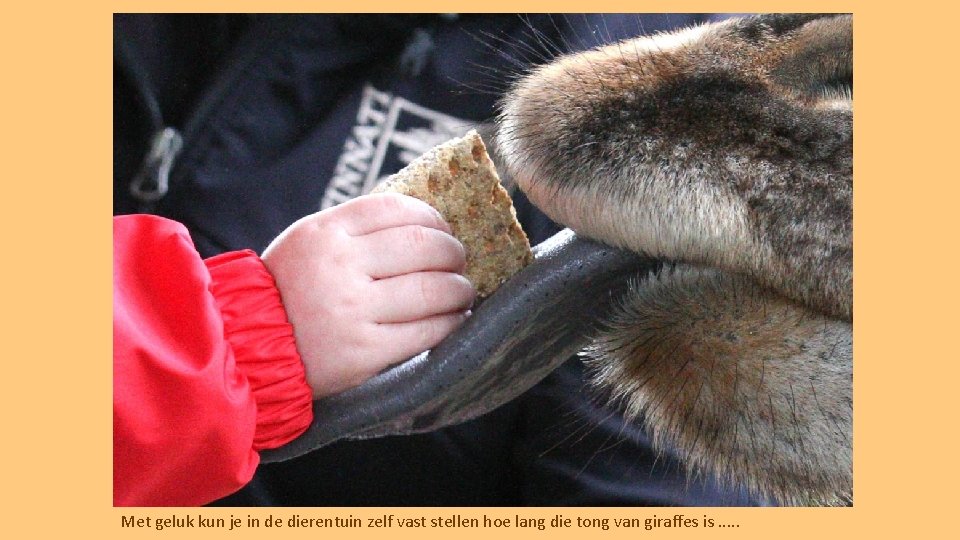 Met geluk kun je in de dierentuin zelf vast stellen hoe lang die tong