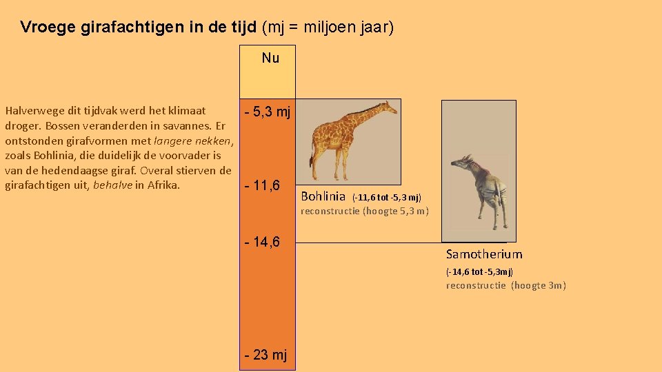 Vroege girafachtigen in de tijd (mj = miljoen jaar) Nu Halverwege dit tijdvak werd