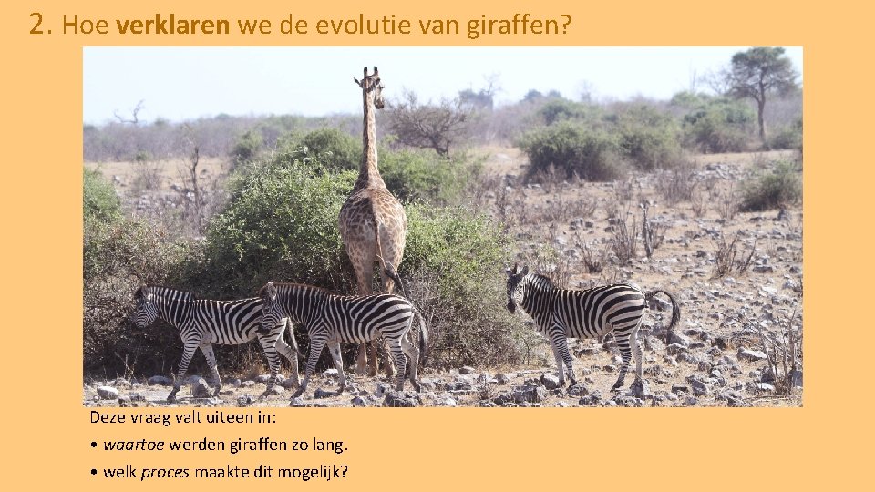 2. Hoe verklaren we de evolutie van giraffen? Deze vraag valt uiteen in: •