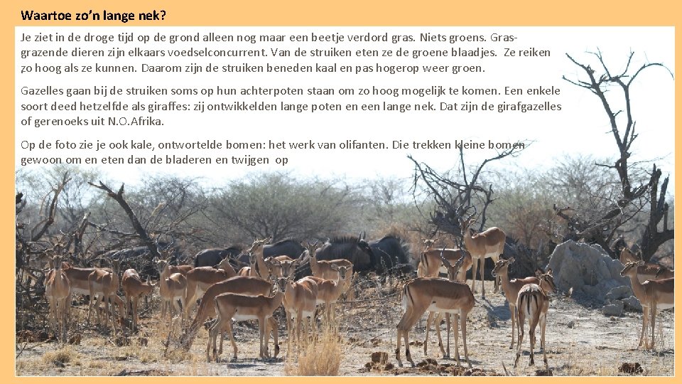 Waartoe zo’n lange nek? Je ziet in de droge tijd op de grond alleen