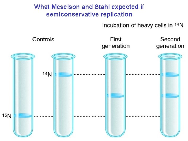 What Meselson and Stahl expected if semiconservative replication 