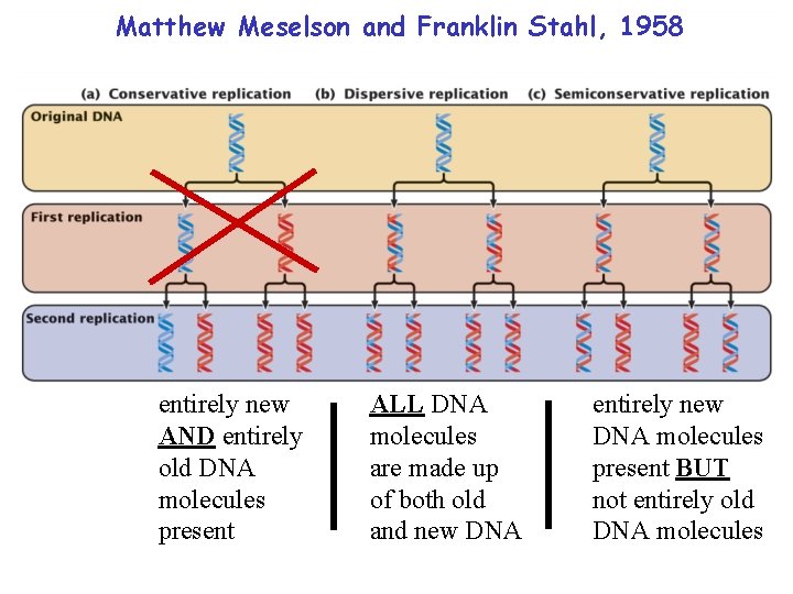 Matthew Meselson and Franklin Stahl, 1958 entirely new AND entirely old DNA molecules present