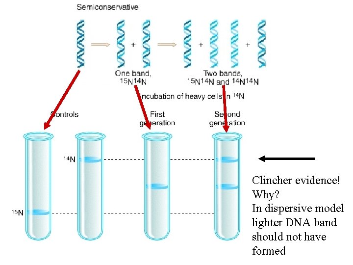 Clincher evidence! Why? In dispersive model lighter DNA band should not have formed 