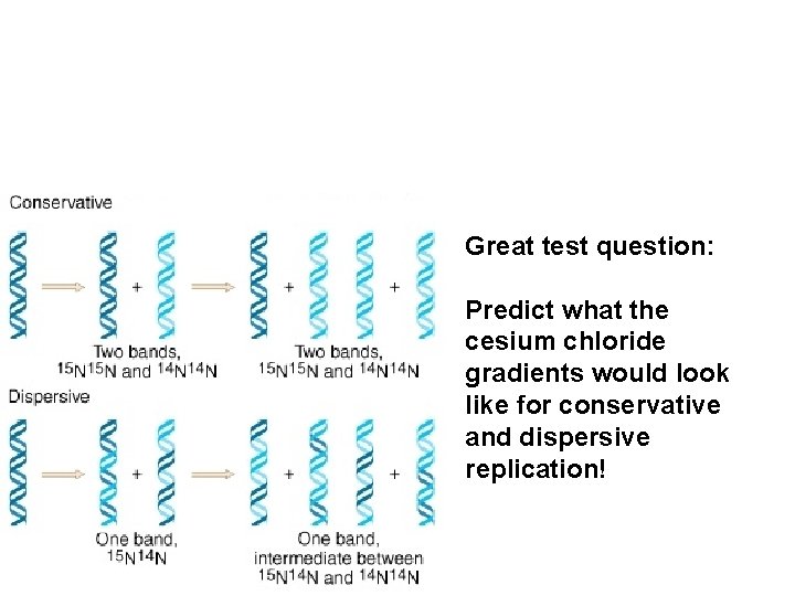 Great test question: Predict what the cesium chloride gradients would look like for conservative